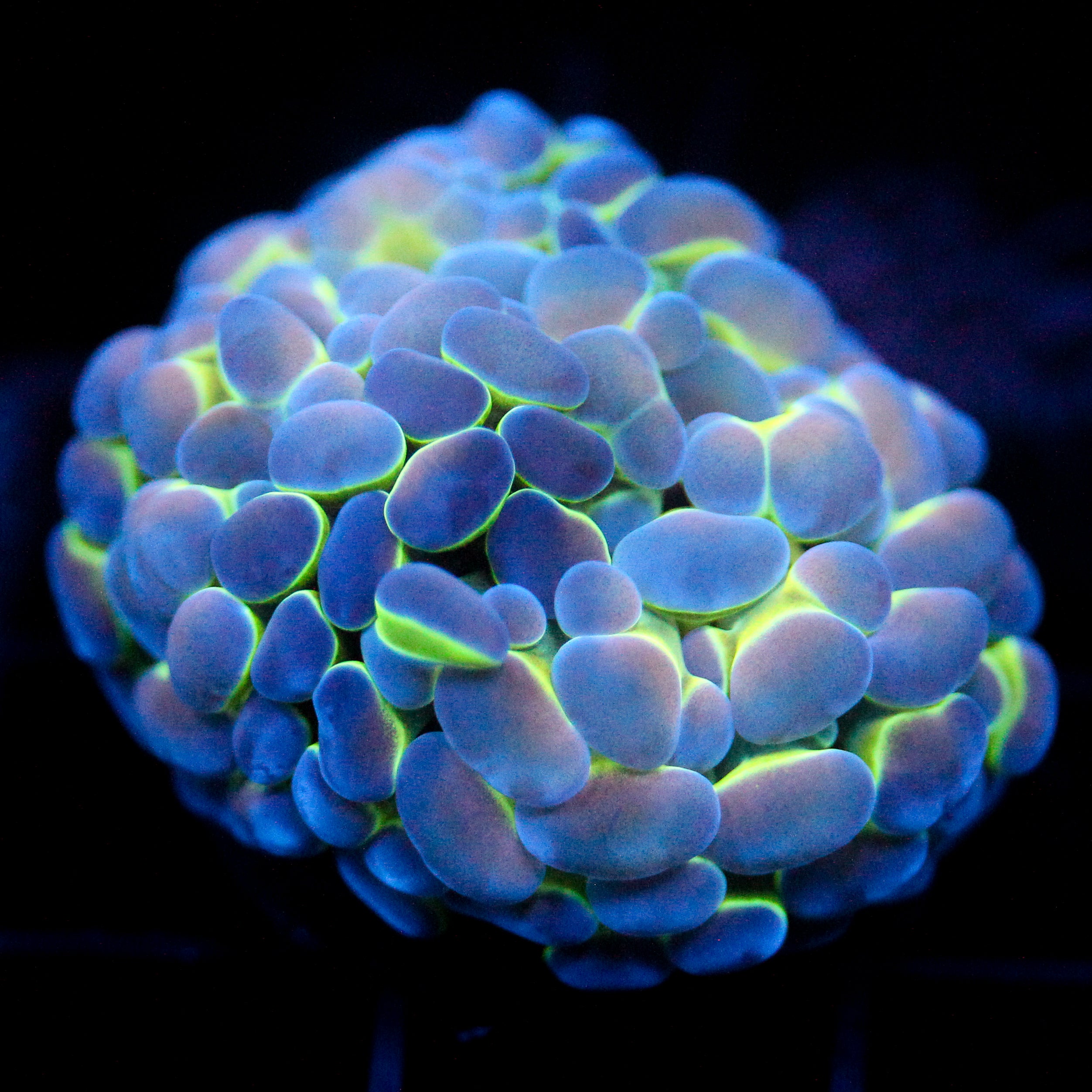 JC Hologram Hammer