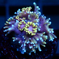 shopify auction