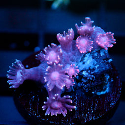 JC Purple Wisp Goni