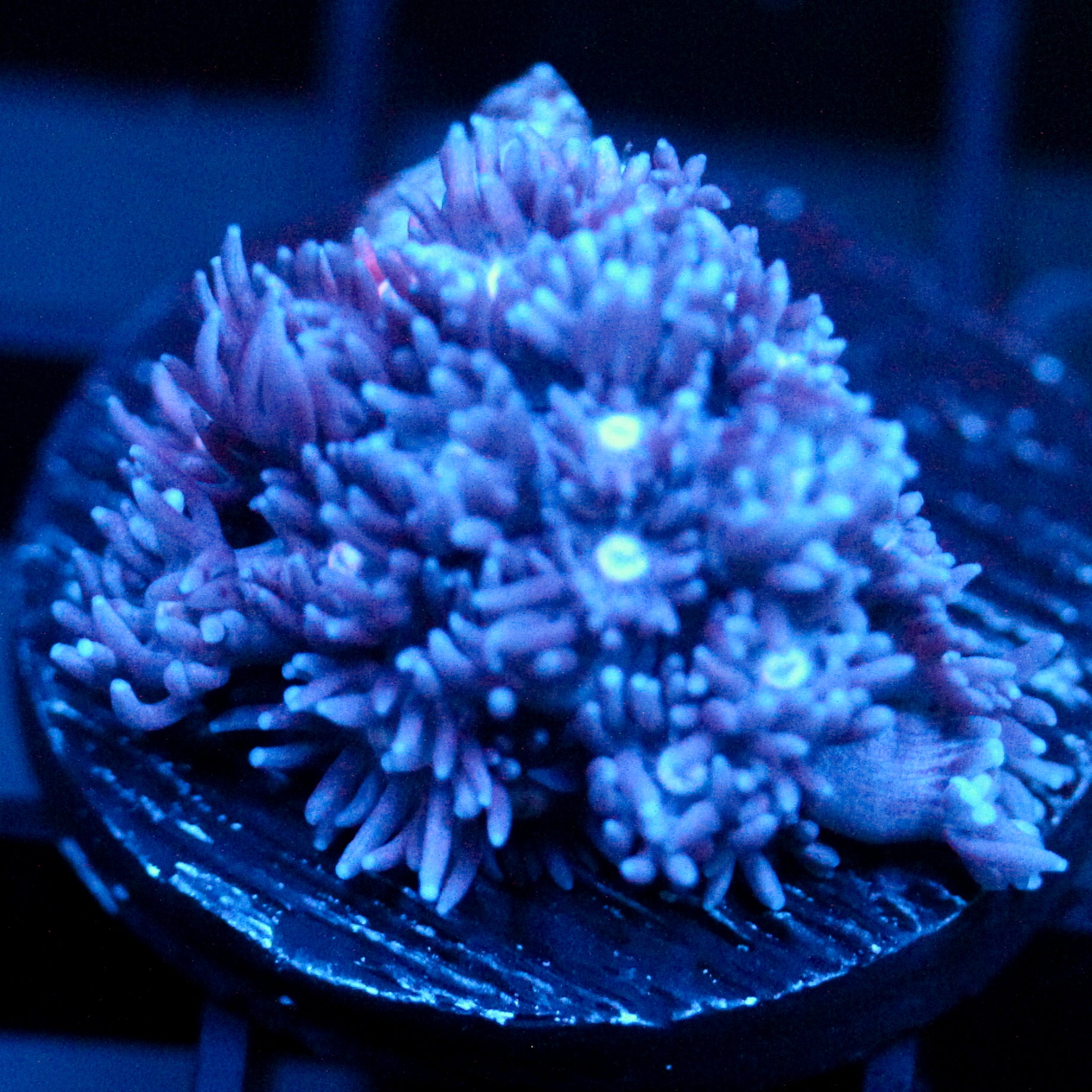 JC Blue Berries Goni