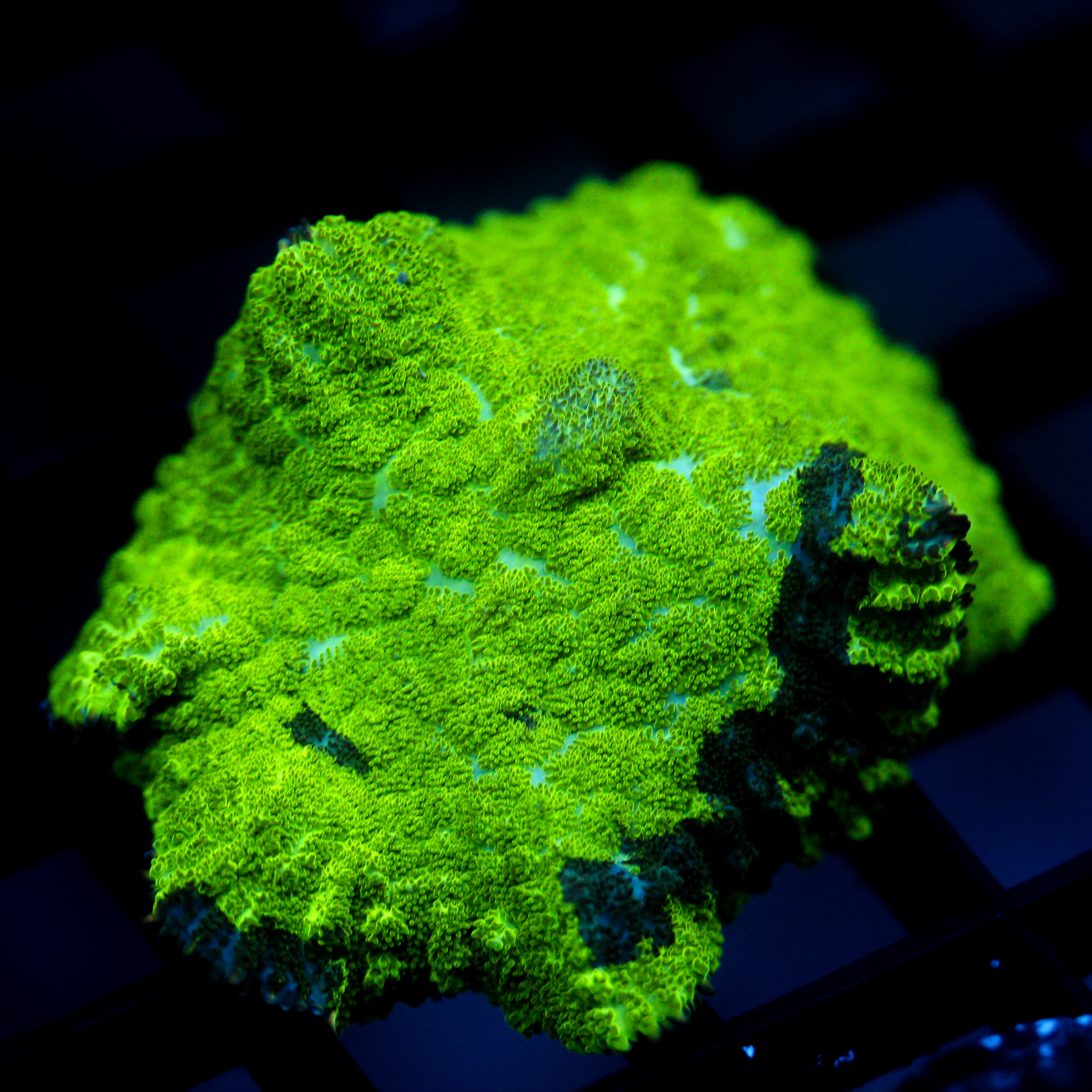 JC Kryptonite Rhodactis