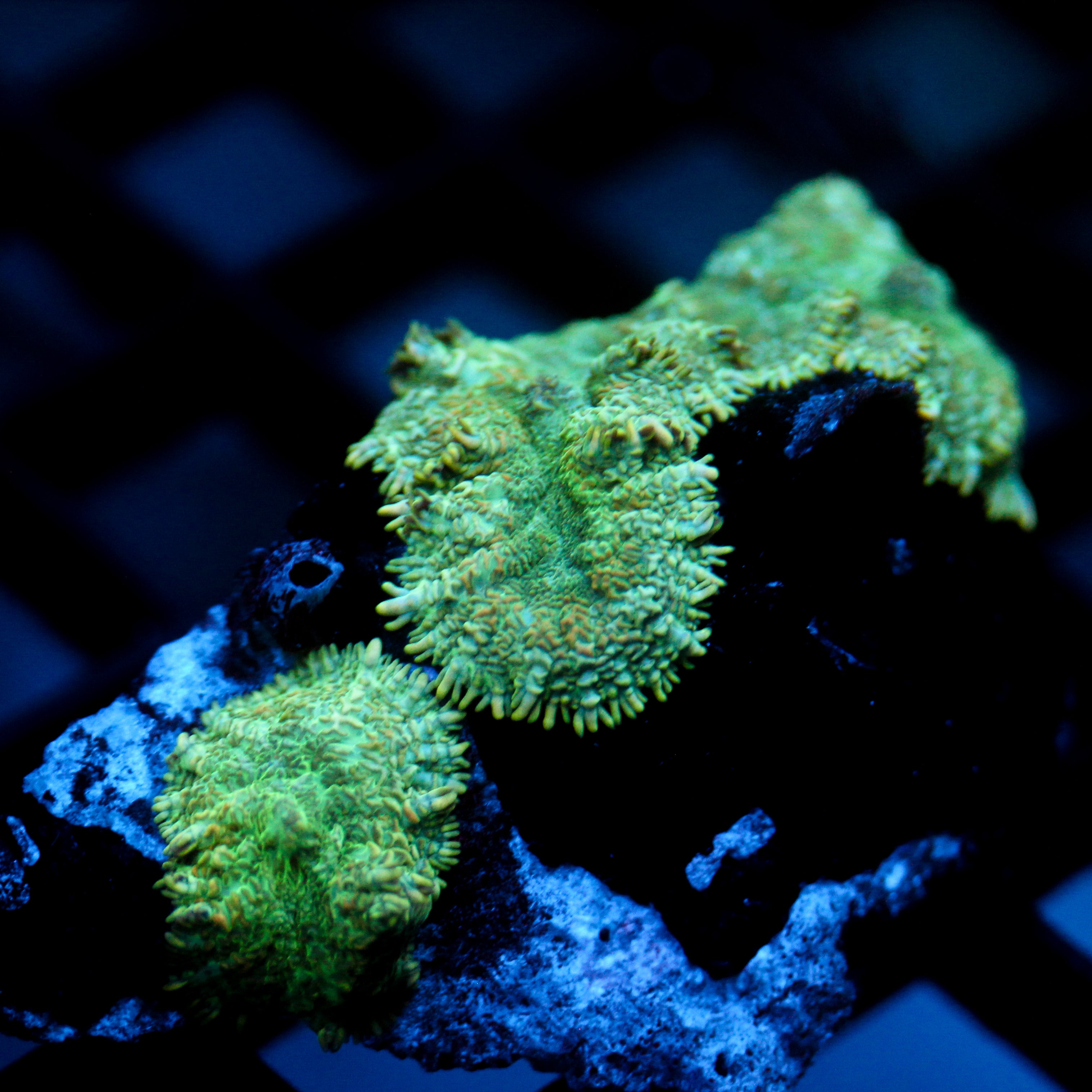 JC Lush Biome Rhodactis Mini Colony