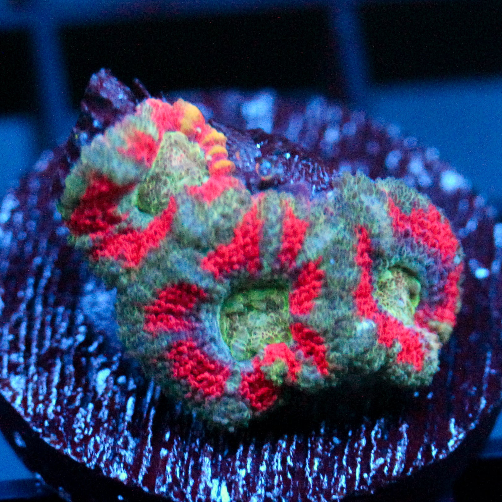 JC Teal Tiger Acan