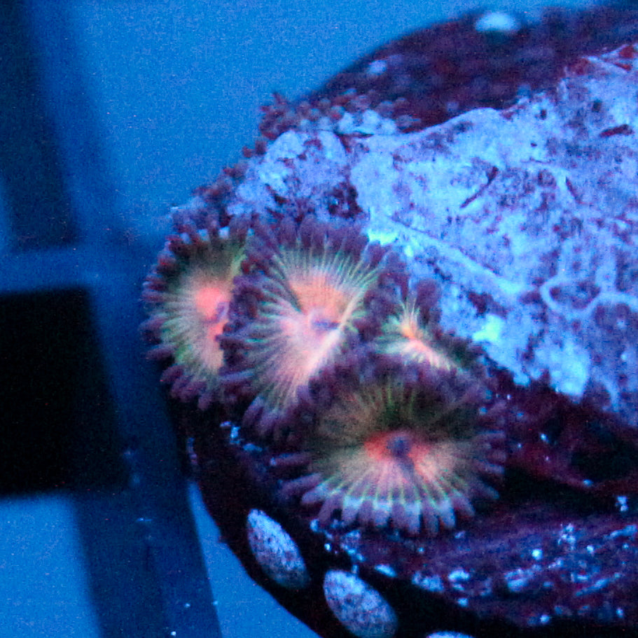 JC Peach Bellini Zoanthid