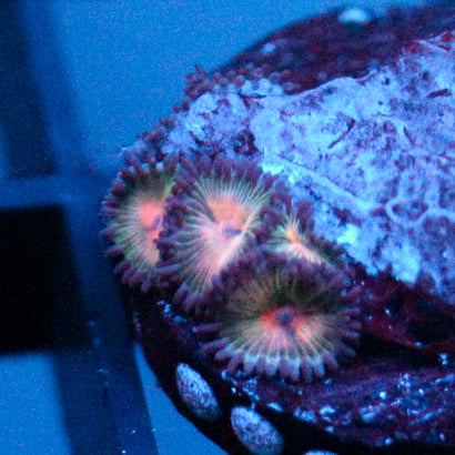 JC Peach Bellini Zoanthid