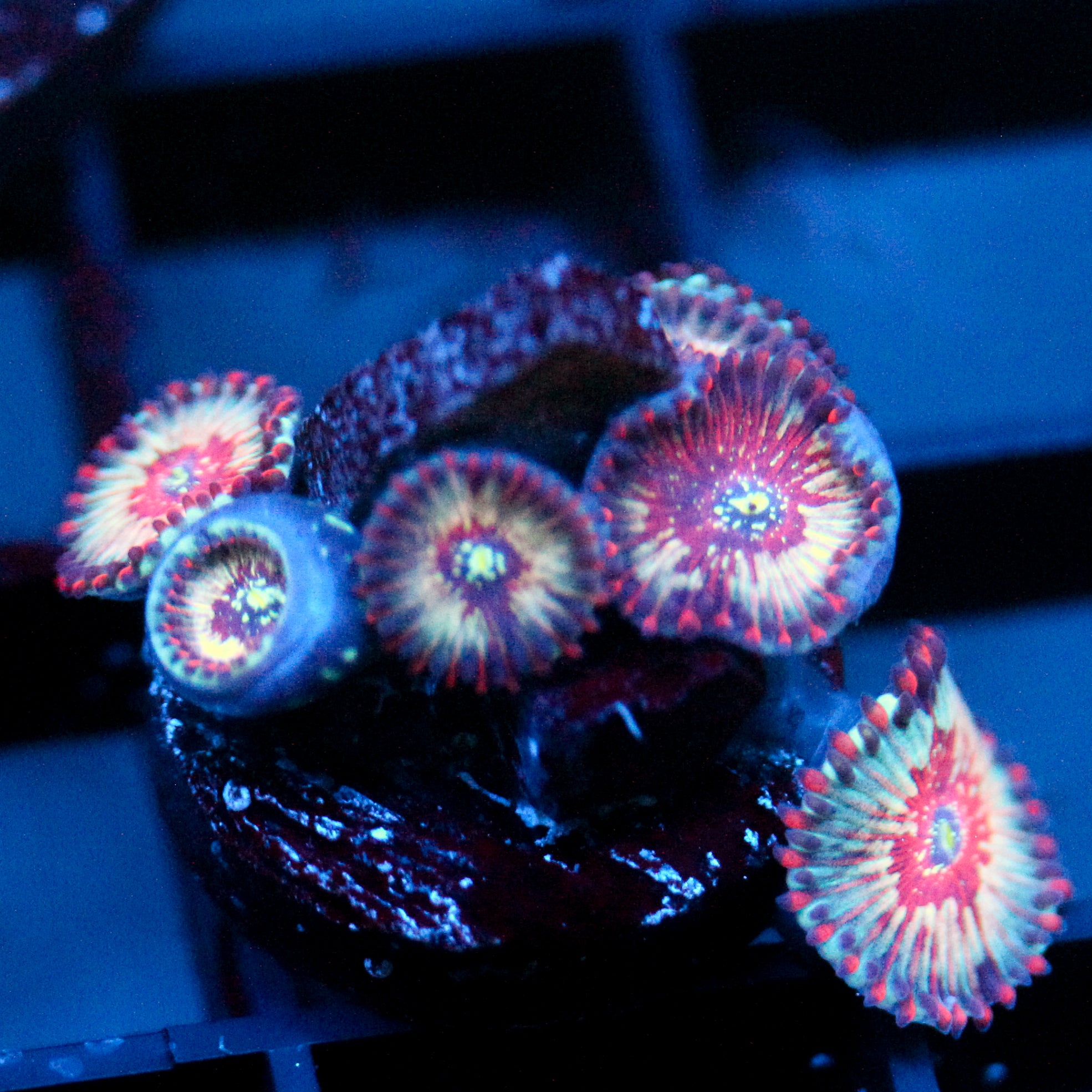 JC White Zombie Zoanthid