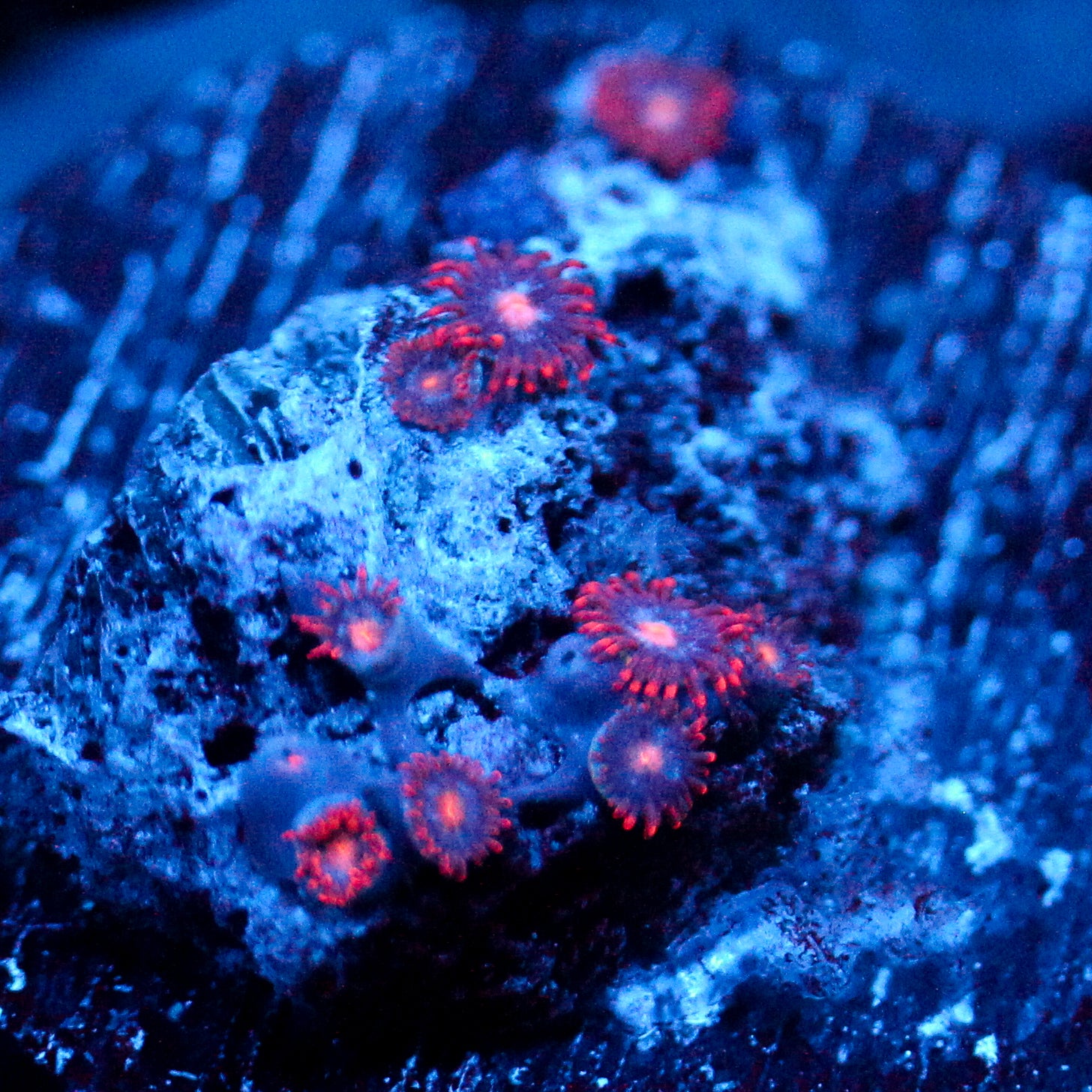 JC Peach Nova Zoanthid