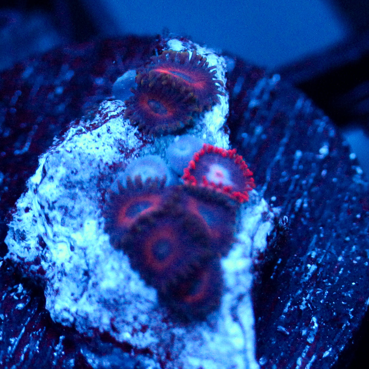 JC Nova Zoanthid