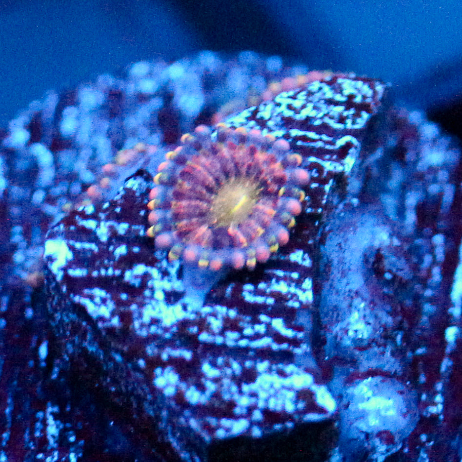 JC Tye Dye Reality Zoanthids