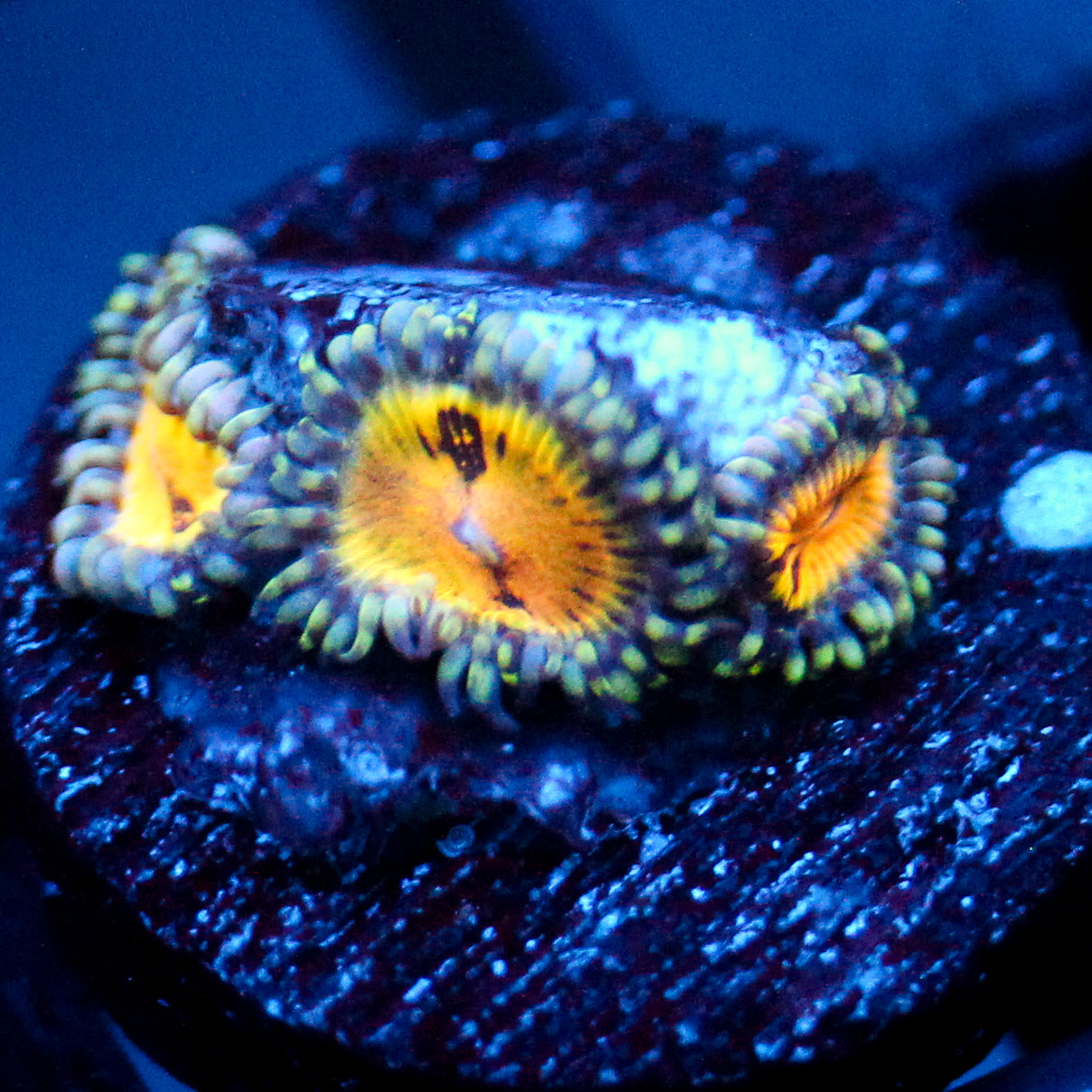 Jason Fox Buttmuncher Zoanthid