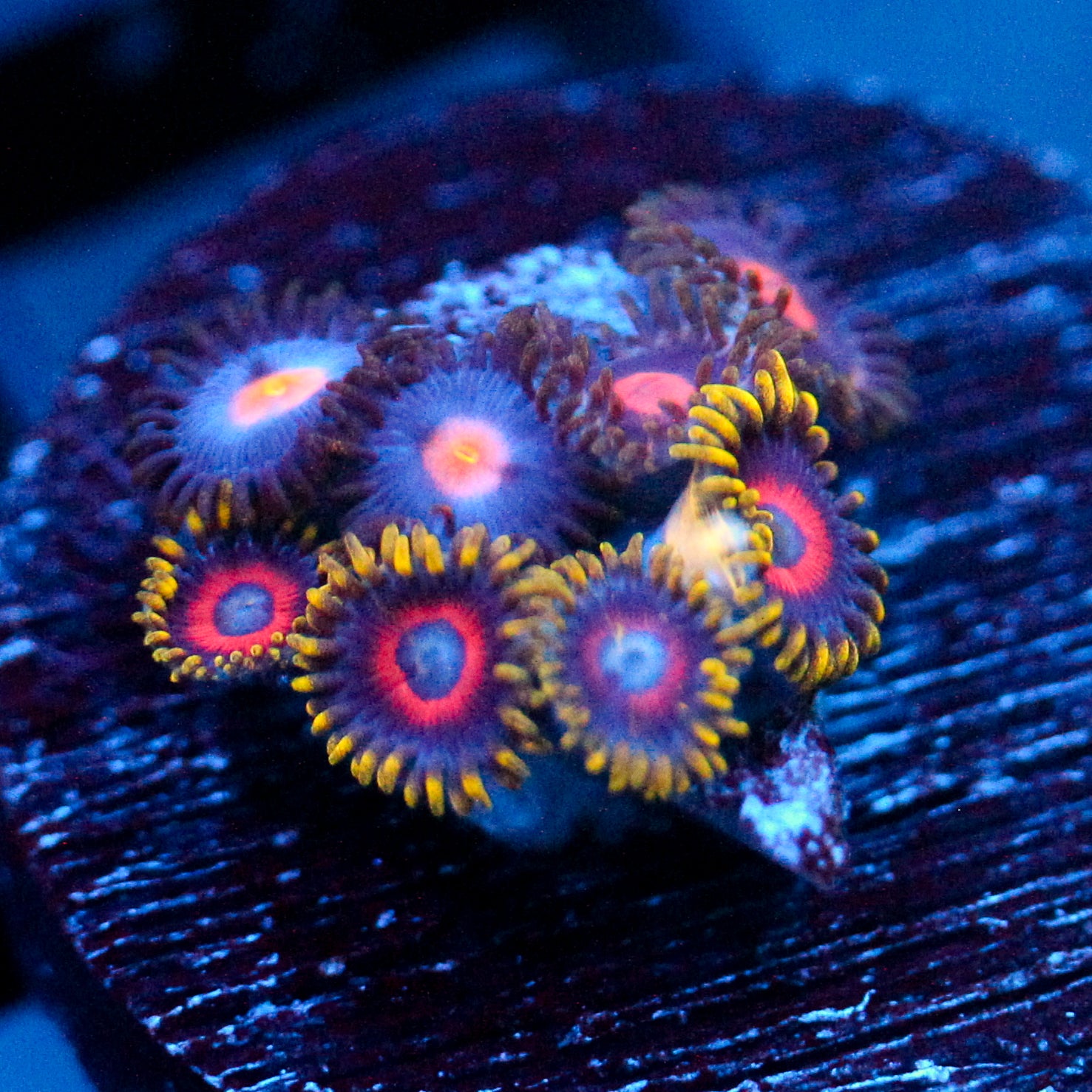 JC Empire Zoanthid