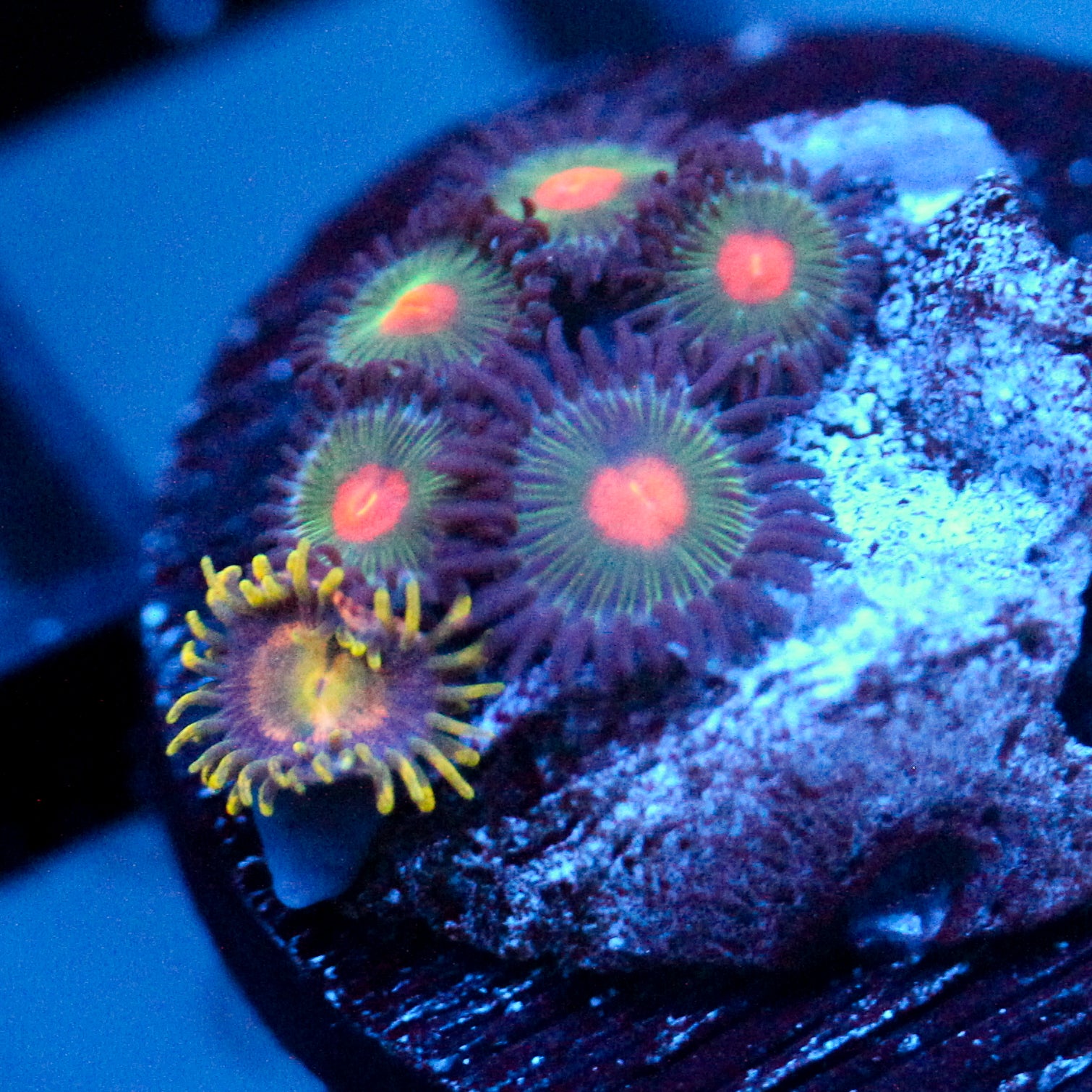 JC Alien Blood Zoanthid