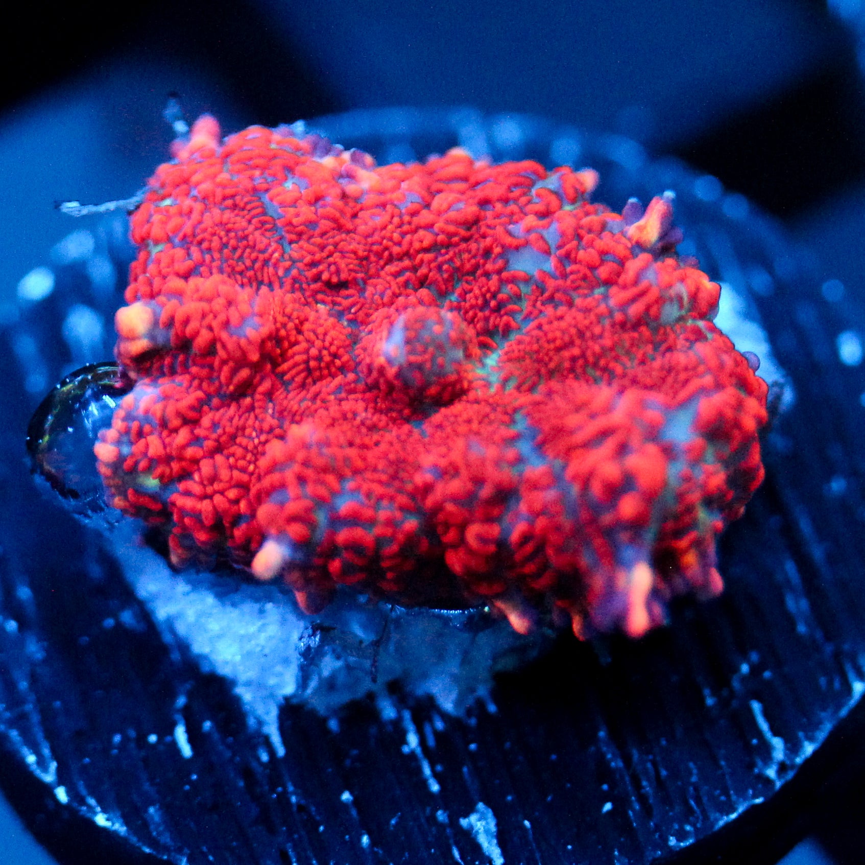 JC Red Devil Rhodactis