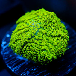 JC Neon Green Rhodactis