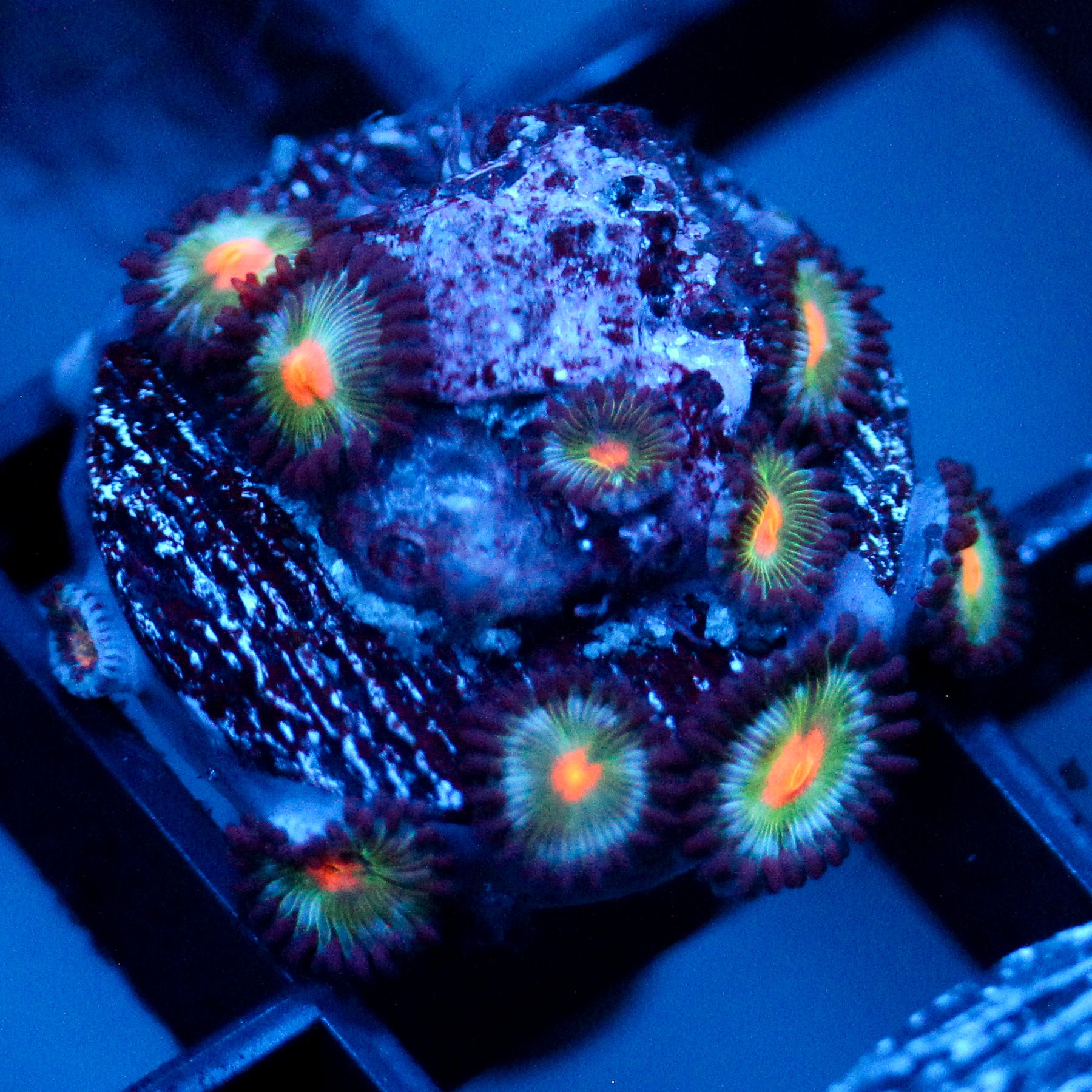 JC Blue Raven Zoanthid