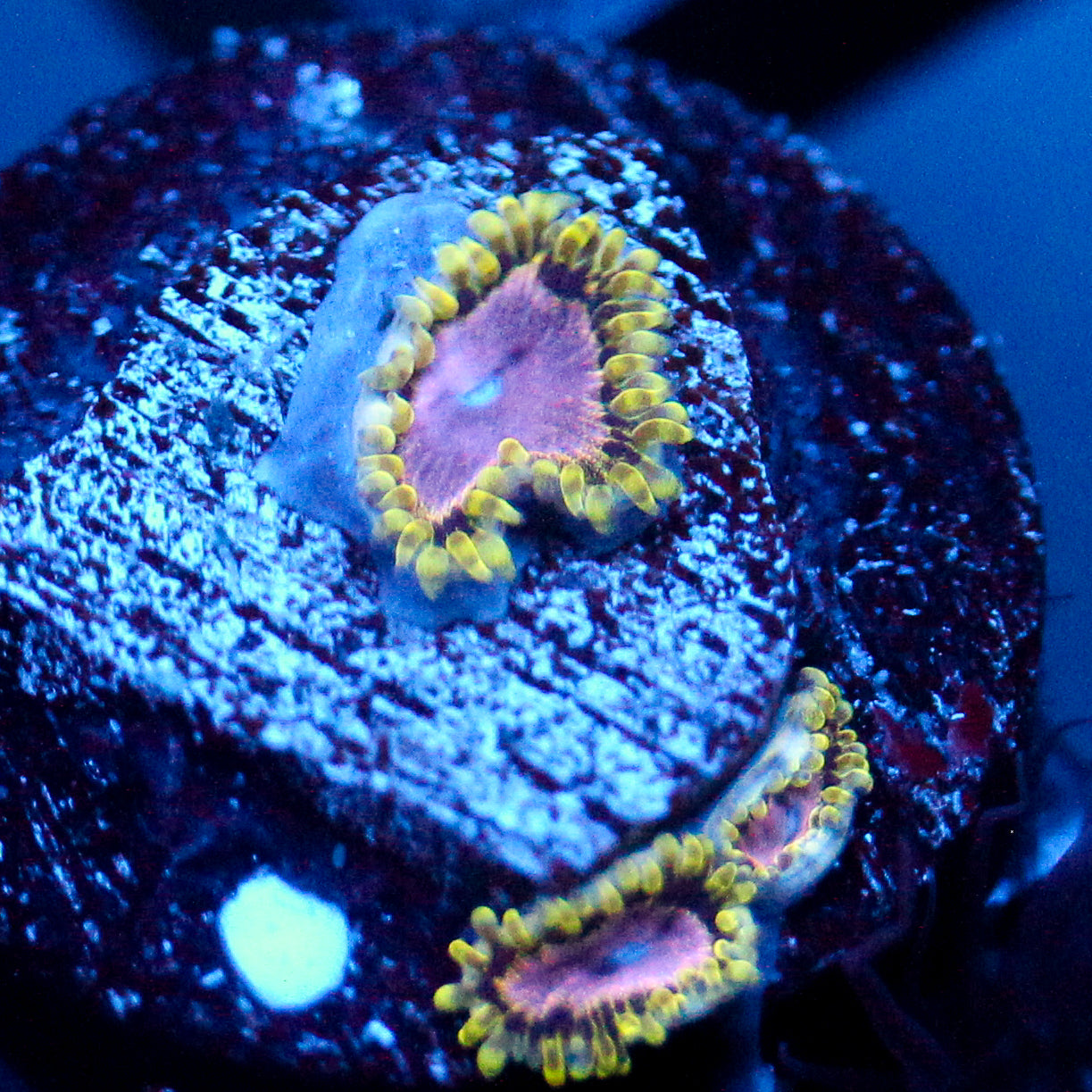 JC Purple Monster Zoanthid