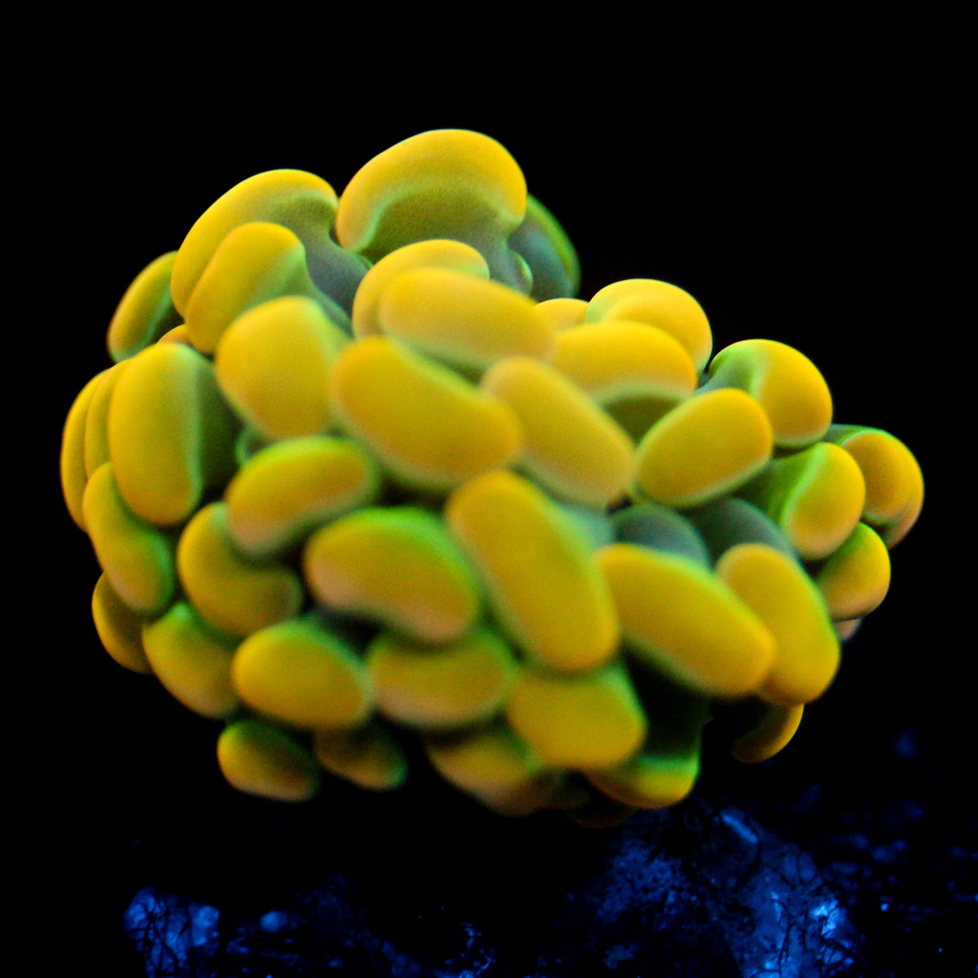JC Rainbow Gold Hammer
