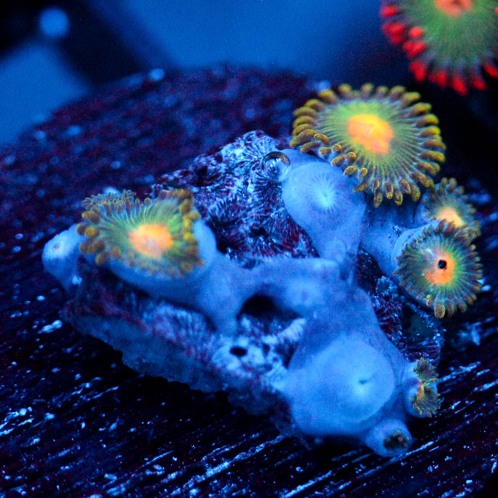 JC Saturn Zoanthid