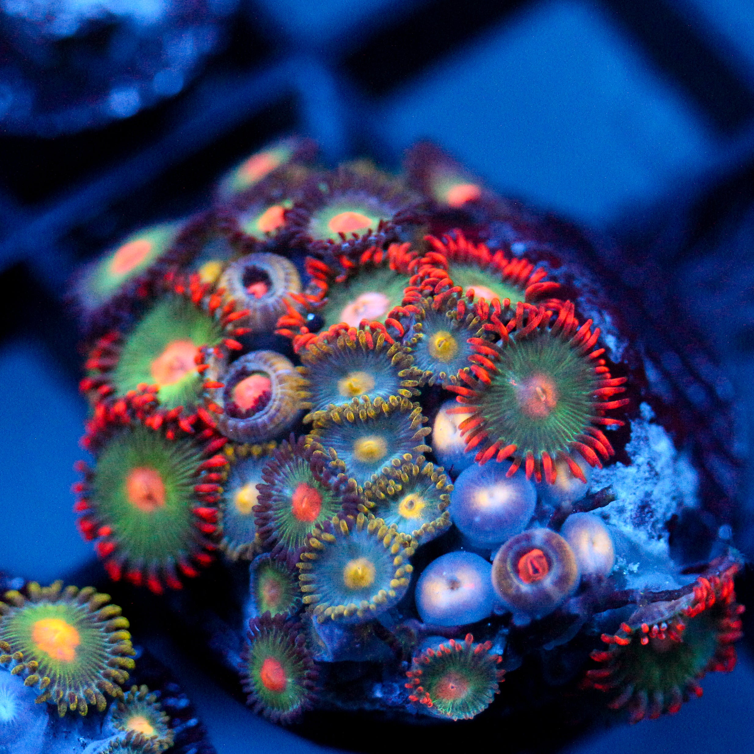 JC Gatorade Zoanthids Mix
