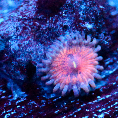 JC Amber Bliss Zoanthid