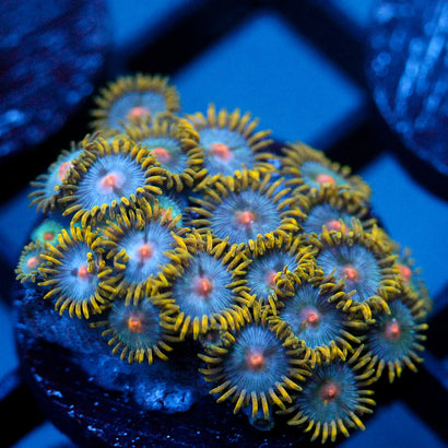 JC Saturn Zoanthid