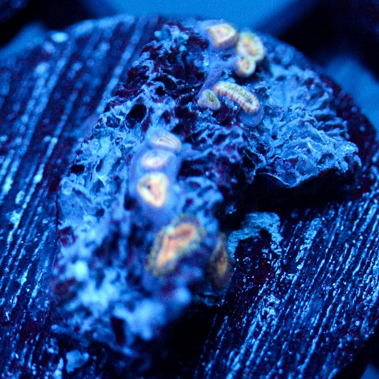 JC Solar Eclipse Zoanthid