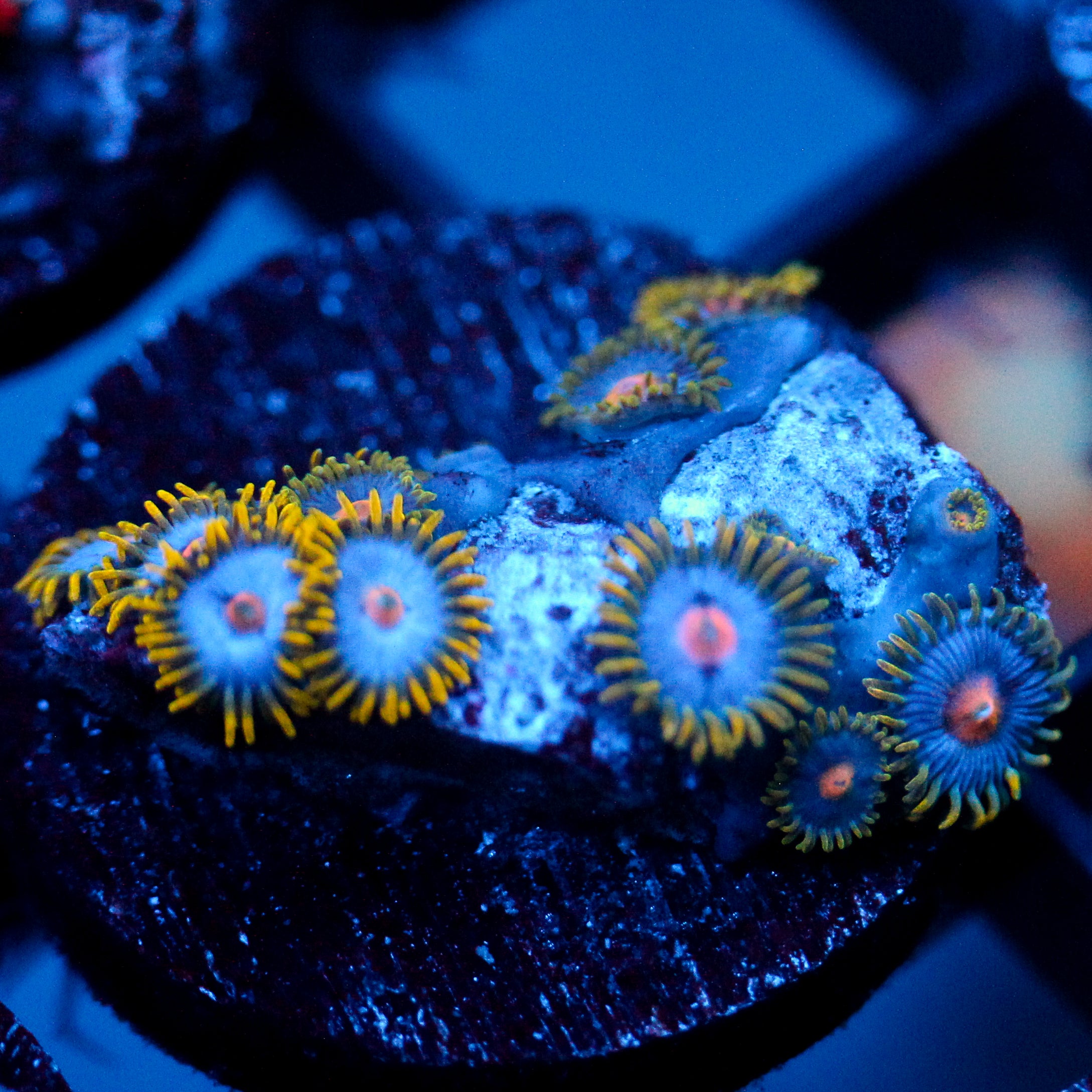 Jc Blue Beast Zoanthid