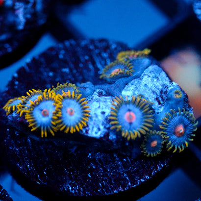 Jc Blue Beast Zoanthid