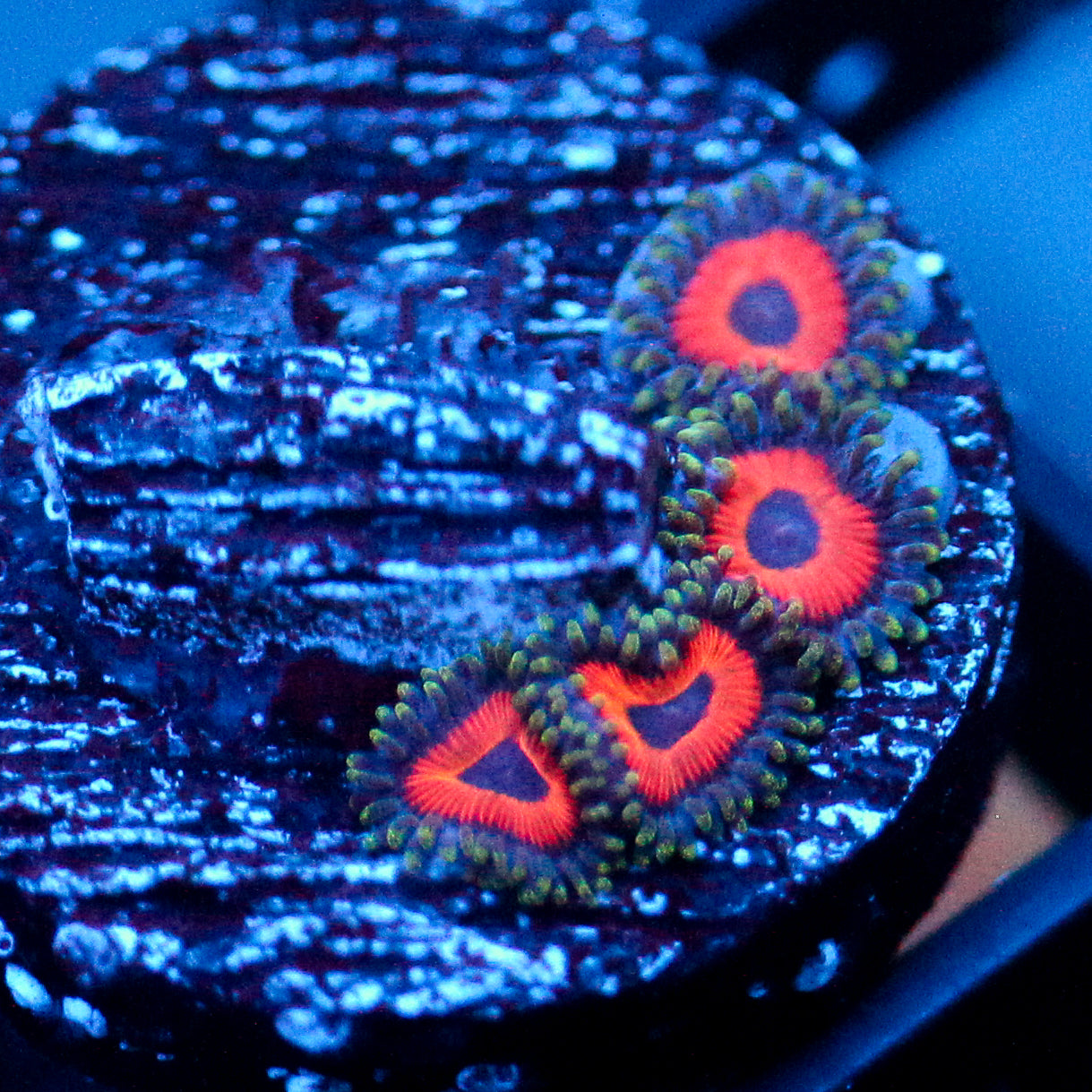 Jason Fox Fairytale Zoanthids
