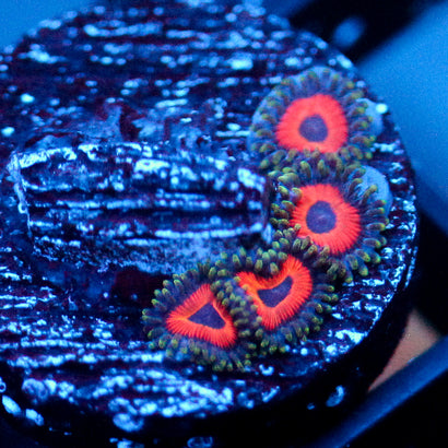 Jason Fox Fairytale Zoanthids