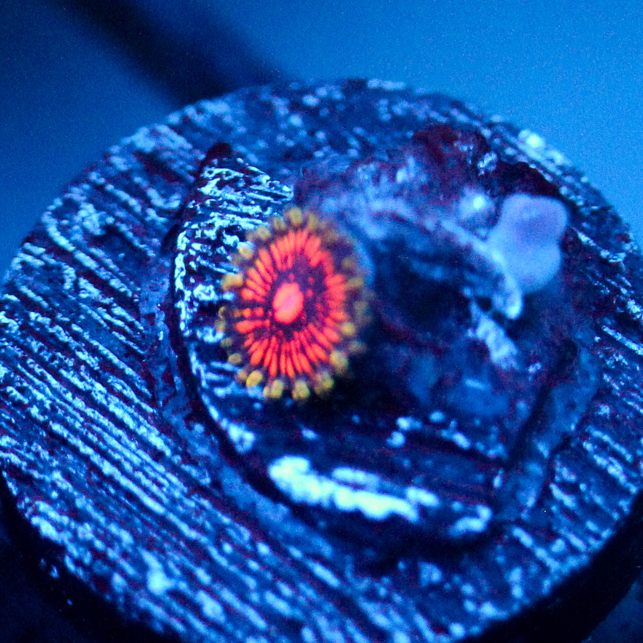 JC Extravaganza Zoanthid
