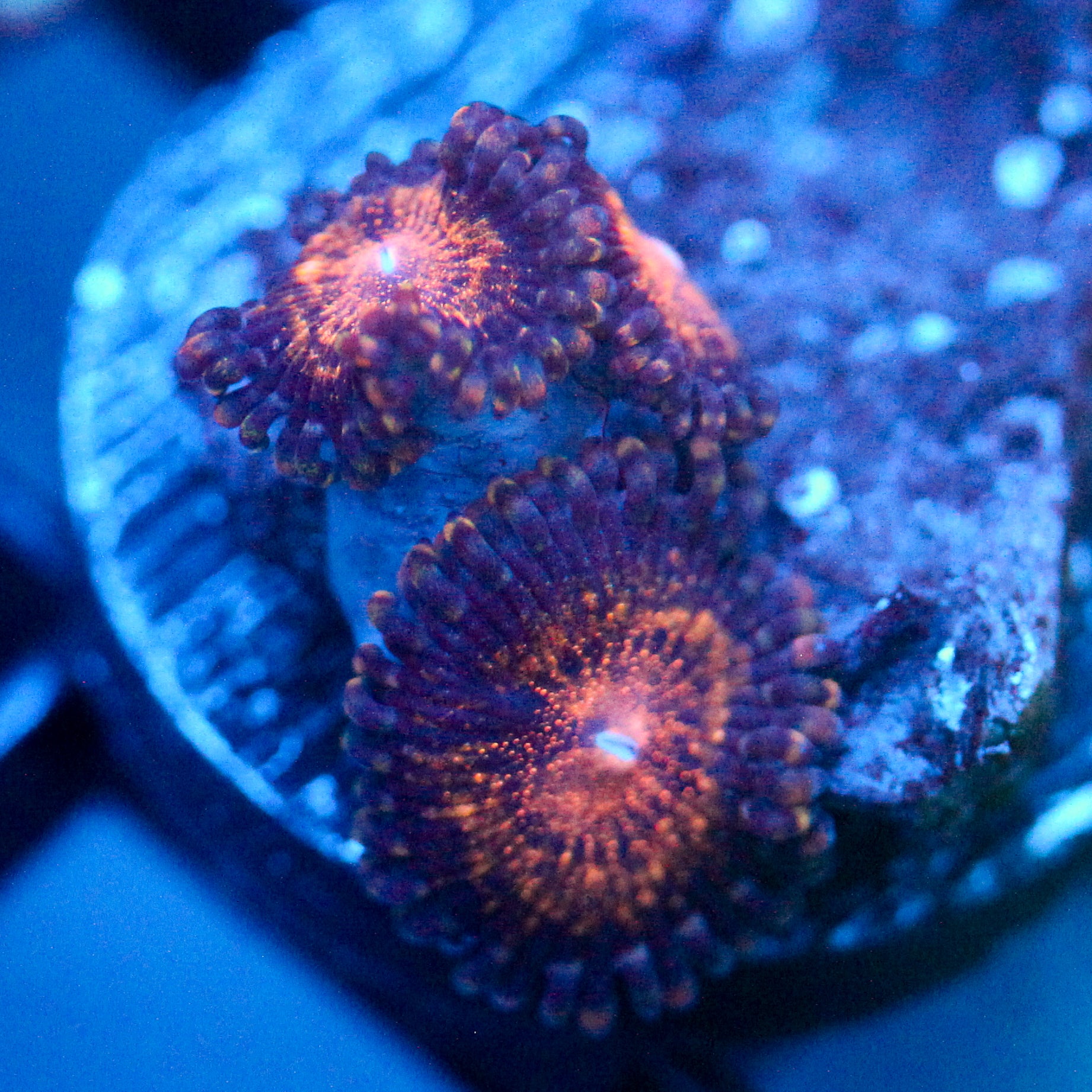 JC Speckled Kraze Zoanthid