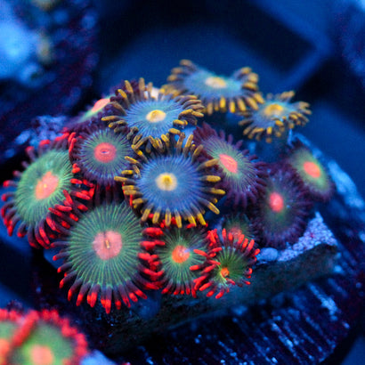 JC Zoa Garden Seed