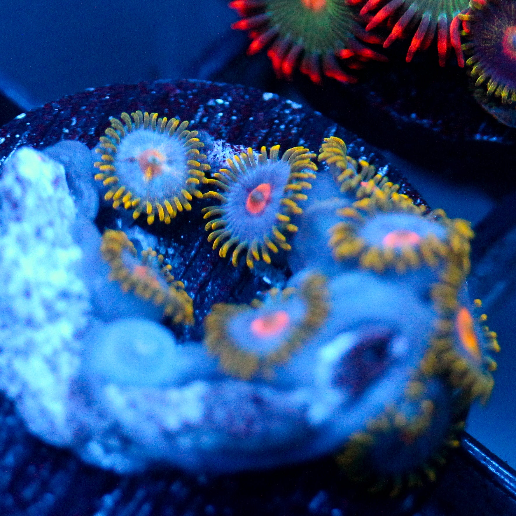 JC Saturn Zoanthid