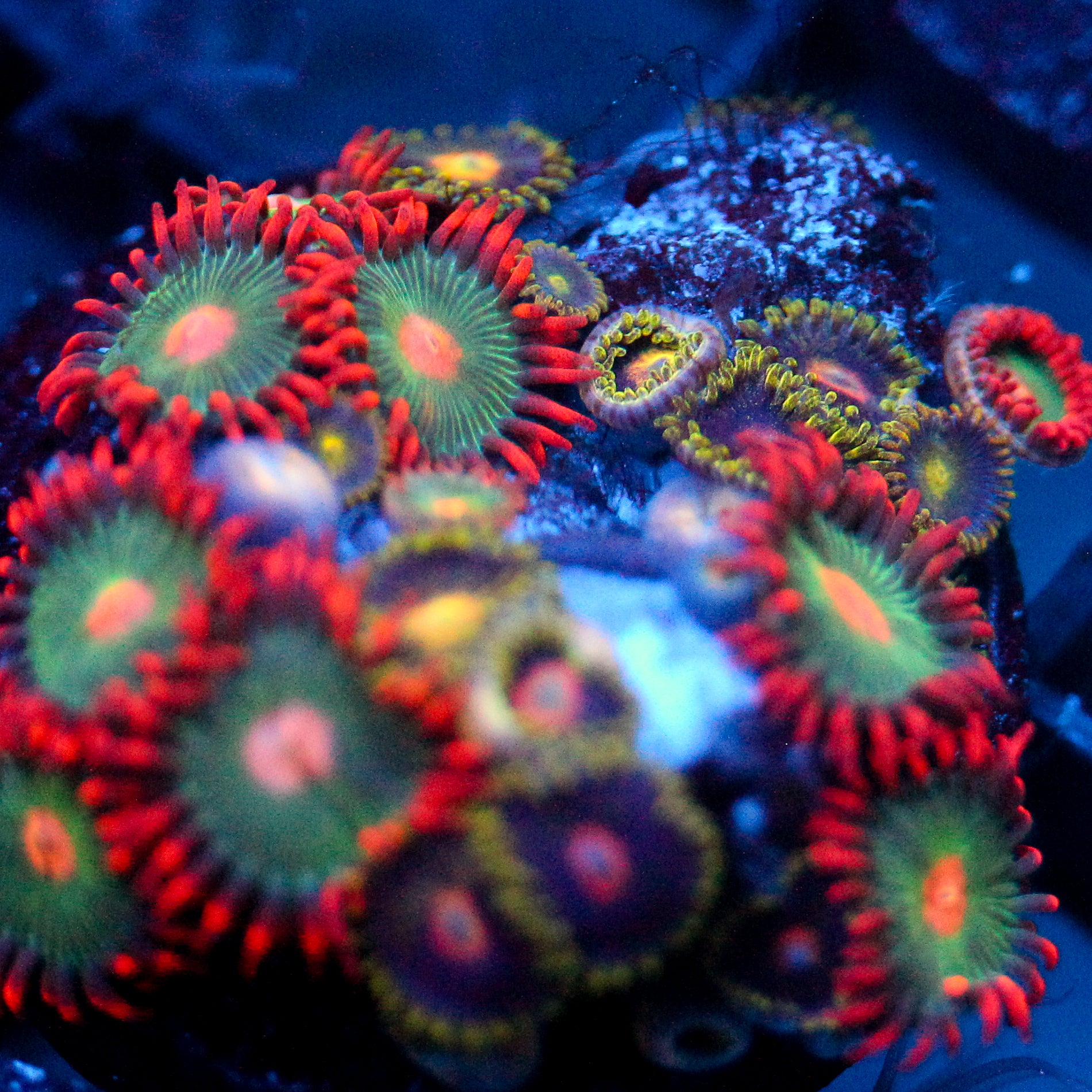 JC Zoa Garden Seed