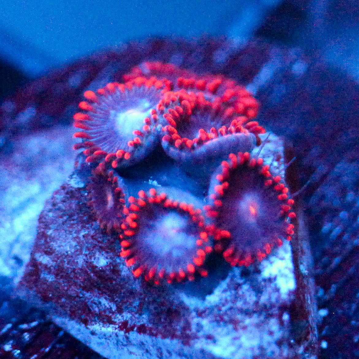JC Edge of Reality Zoanthid
