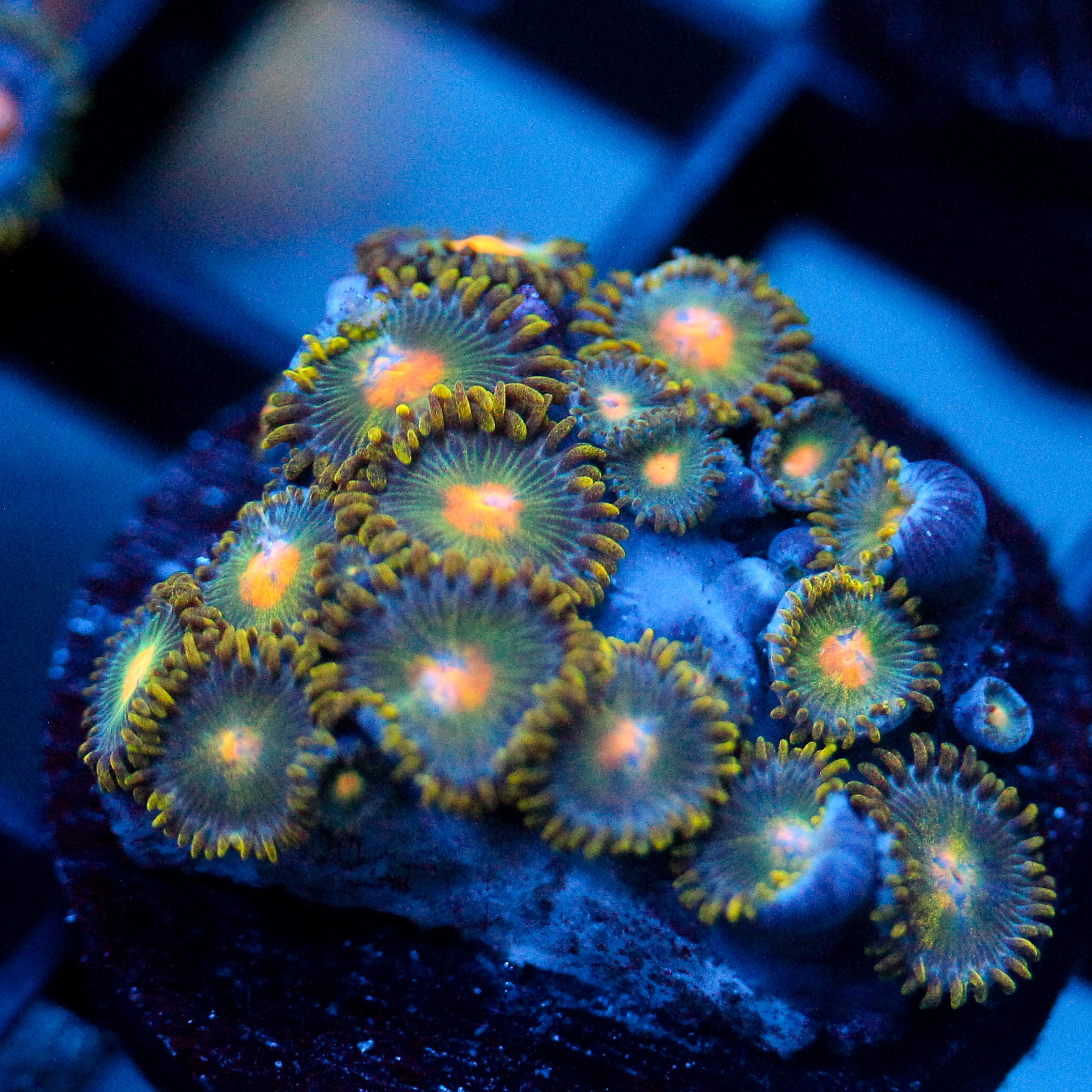 JC Oh my my my Zoanthid