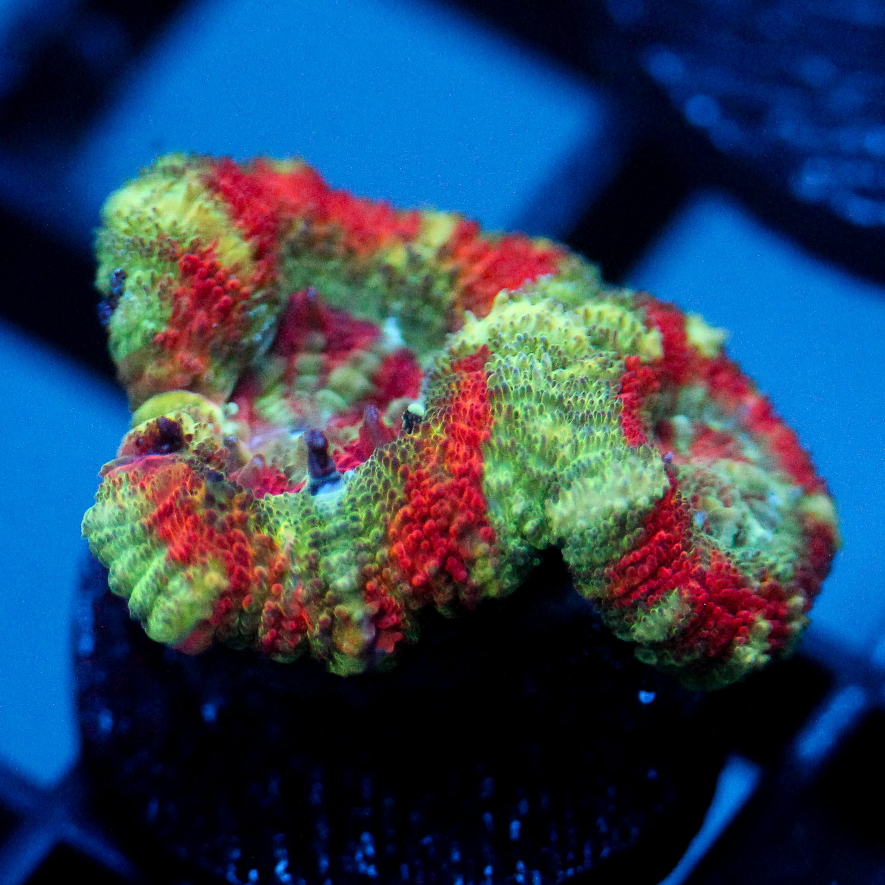 JC Mint Tiger Acan