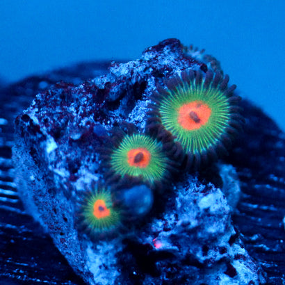 JC Alien Blood Zoanthid