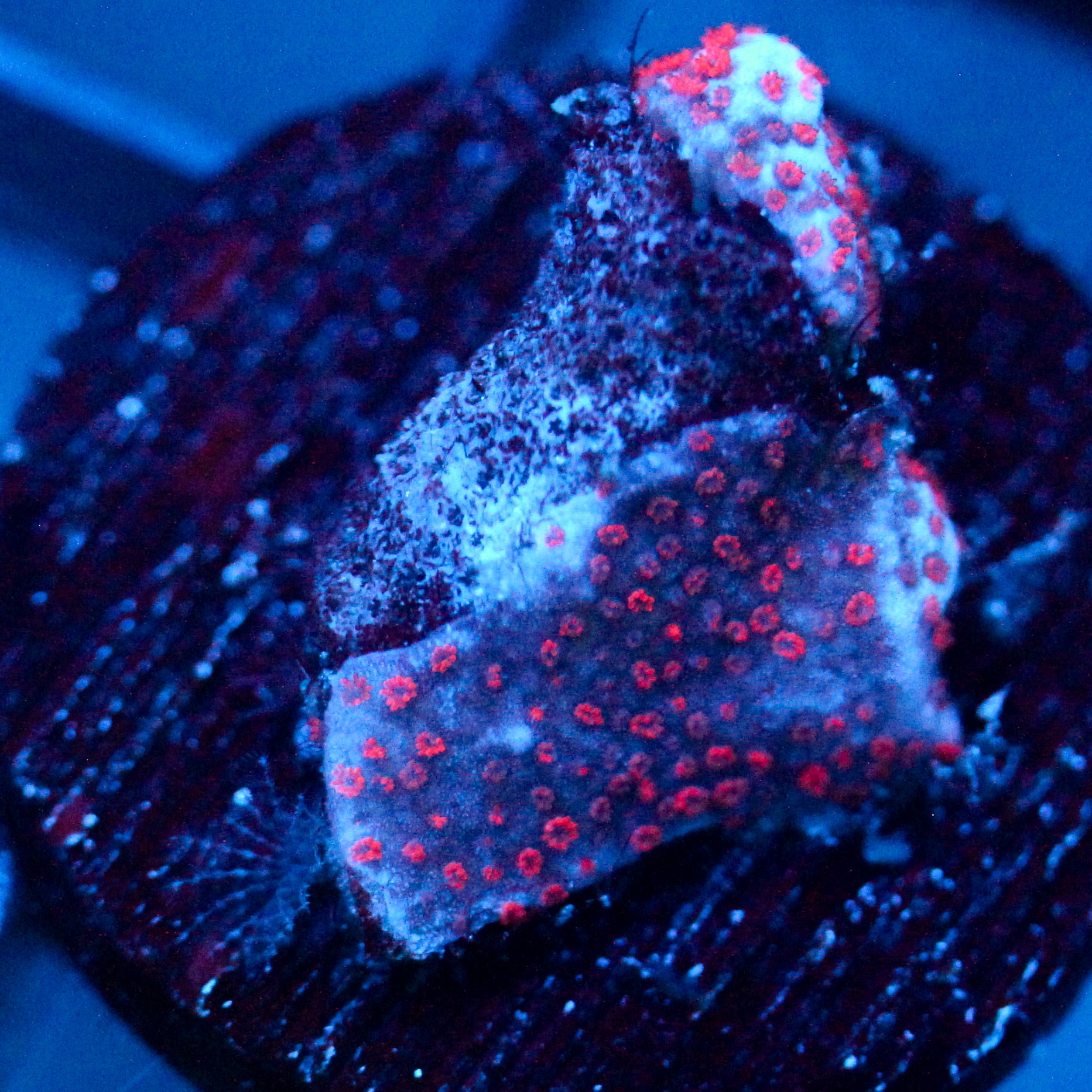 JC Digi Monti Mini