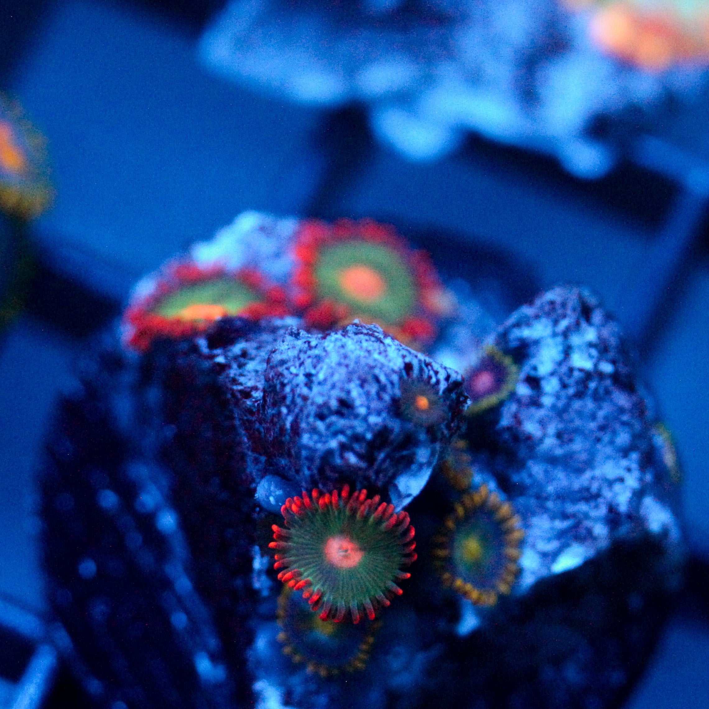 JC Gatorade Zoanthid