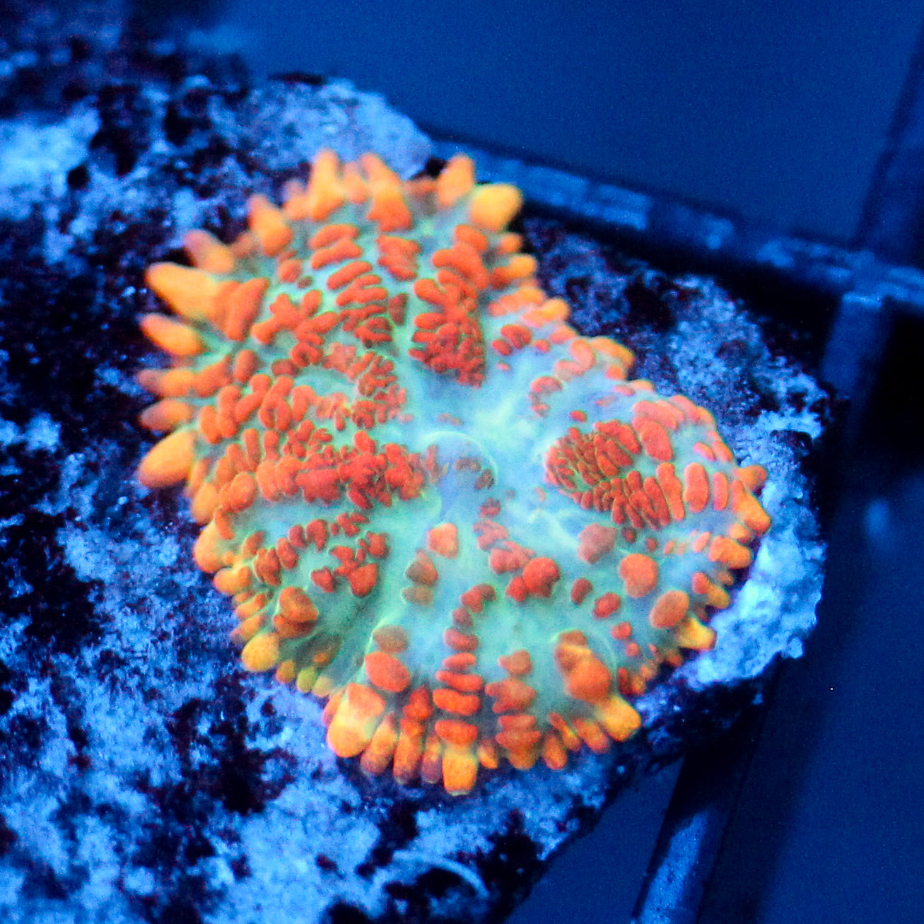 JC Orange Crush Rhodactis