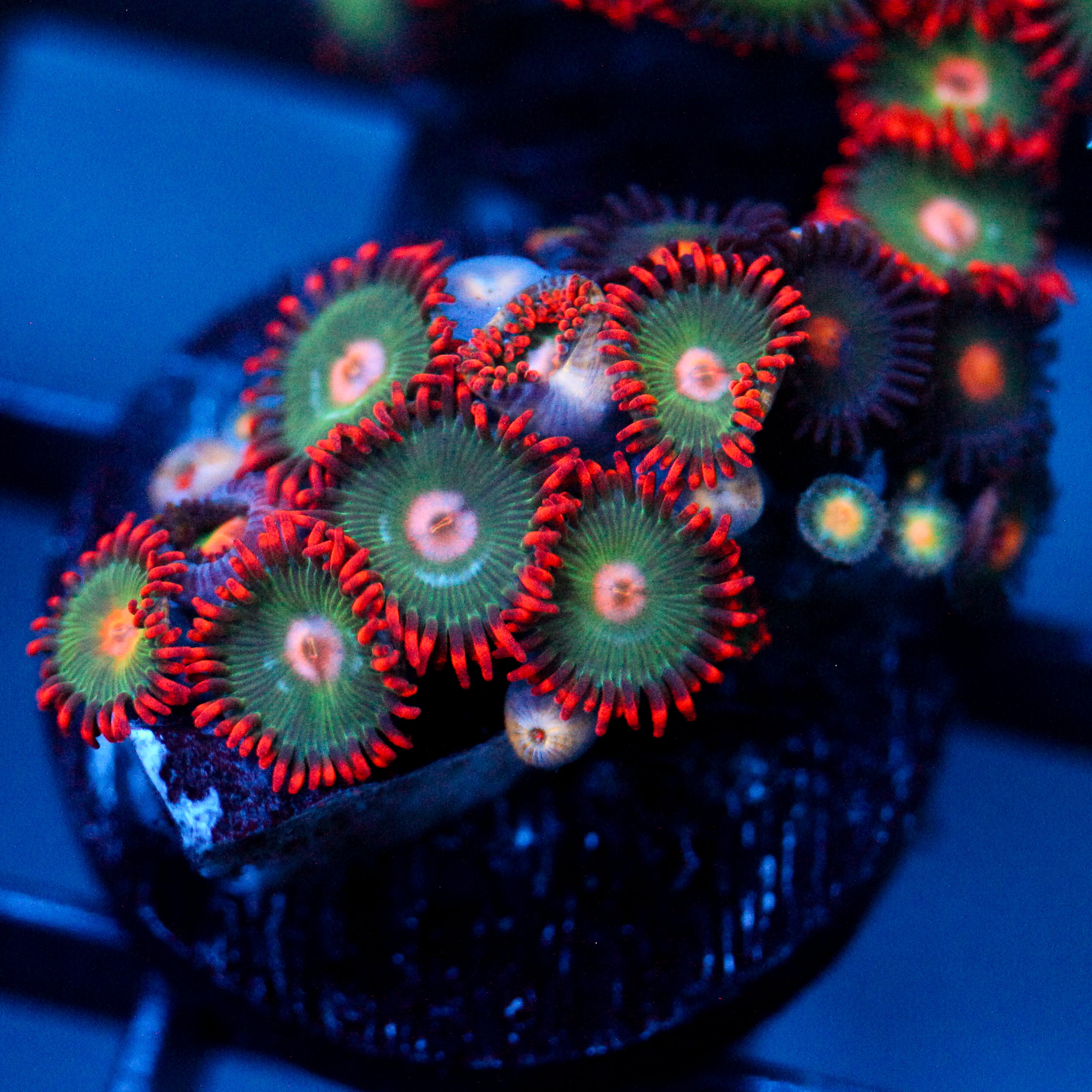 JC Zoa Garden Seed