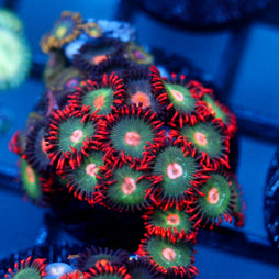 JC Zoa Garden Seed