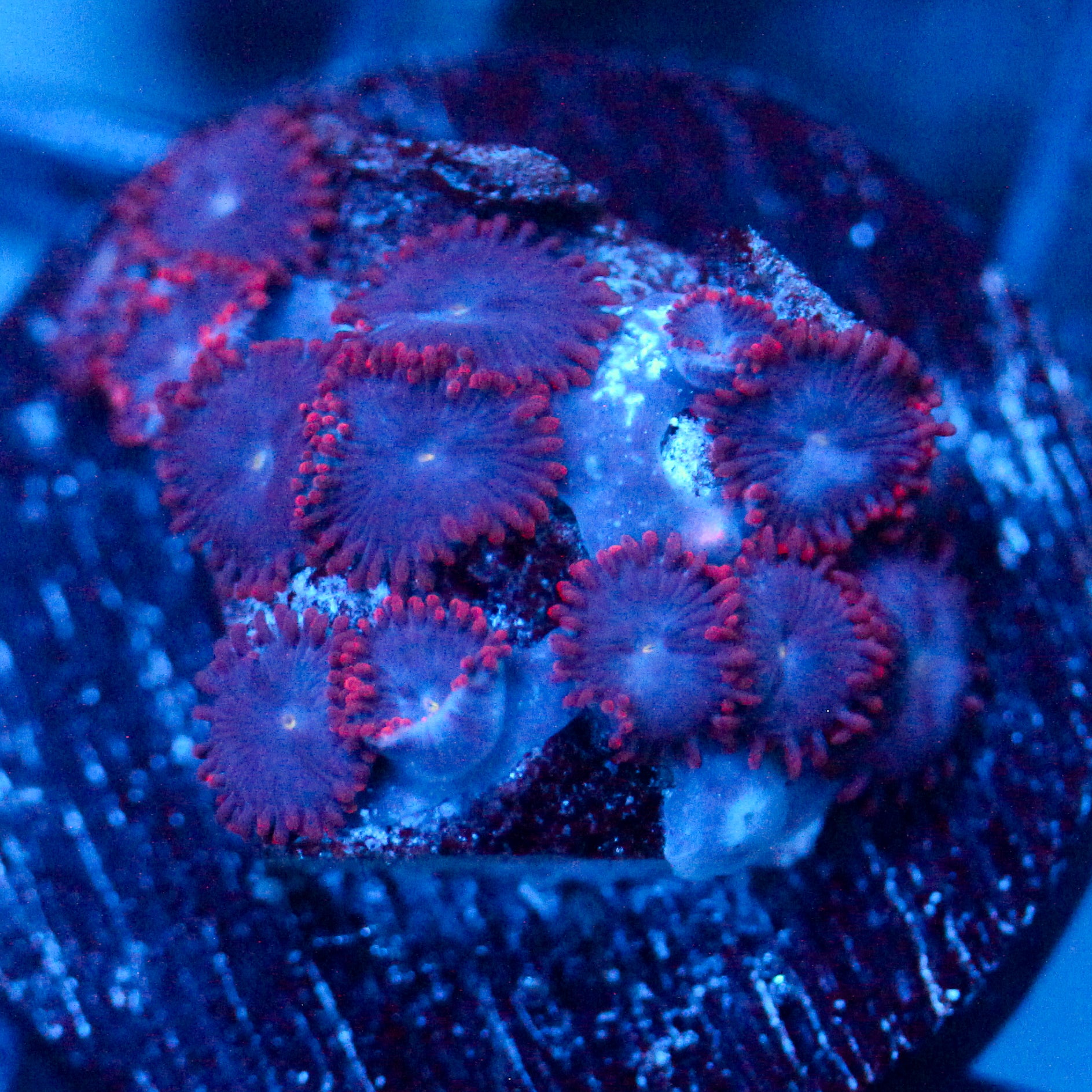 JC Nova Zoanthid