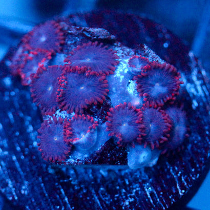 JC Nova Zoanthid