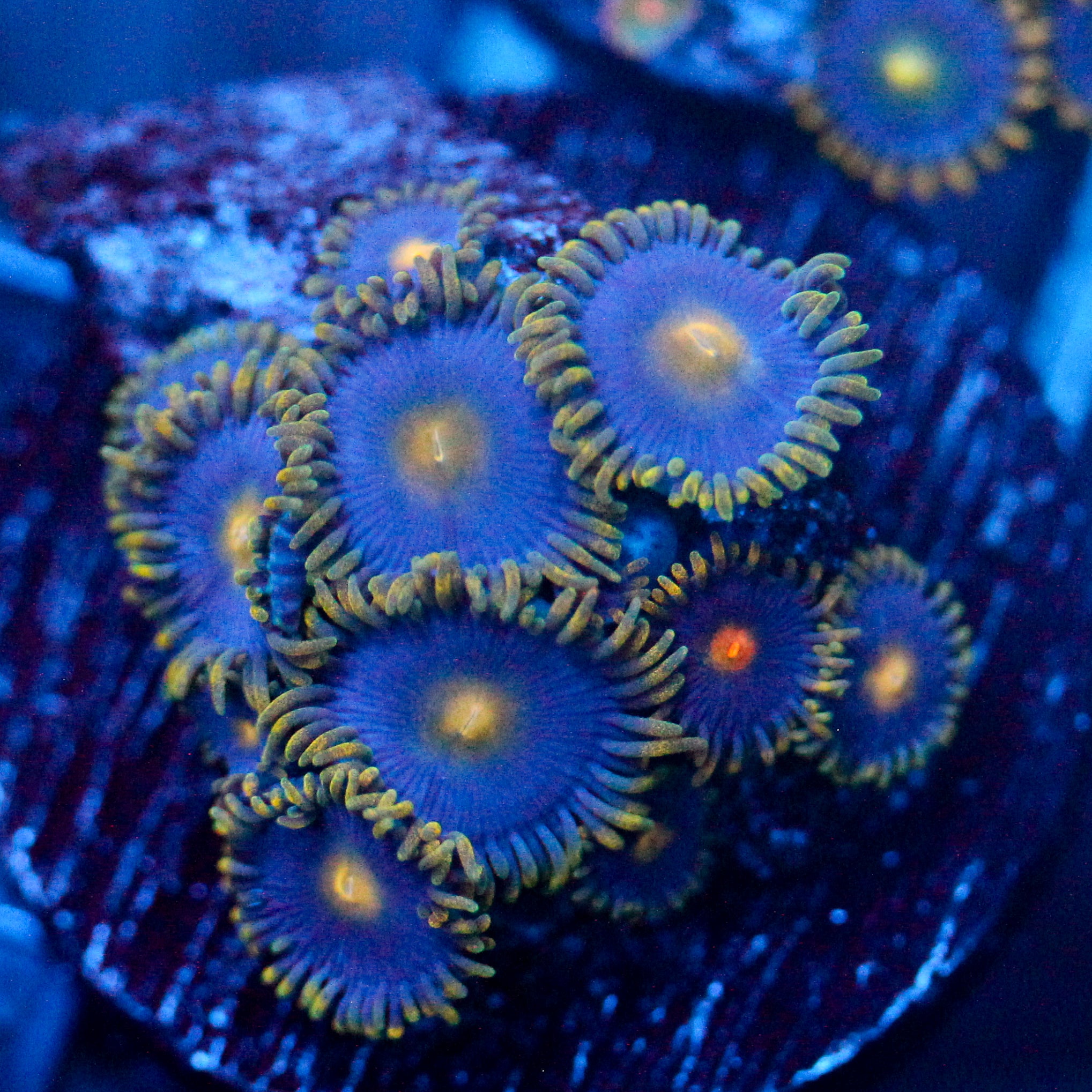 JC Gold Burst Zoanthid