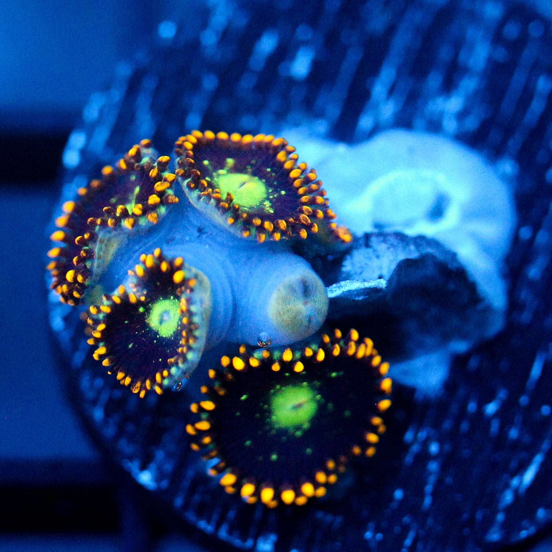 JC Dominator Zoanthid