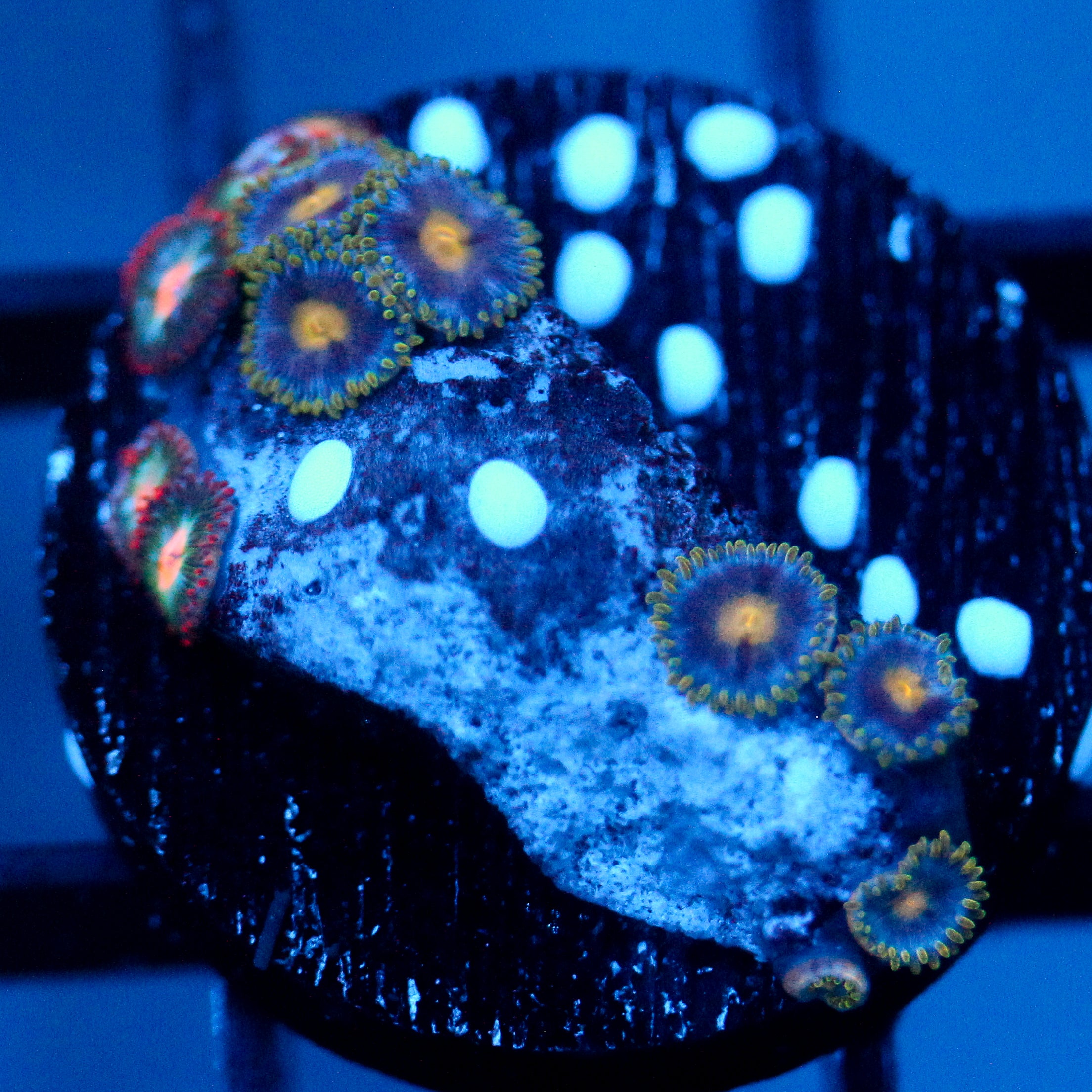 JC Green Crawler Zoanthid