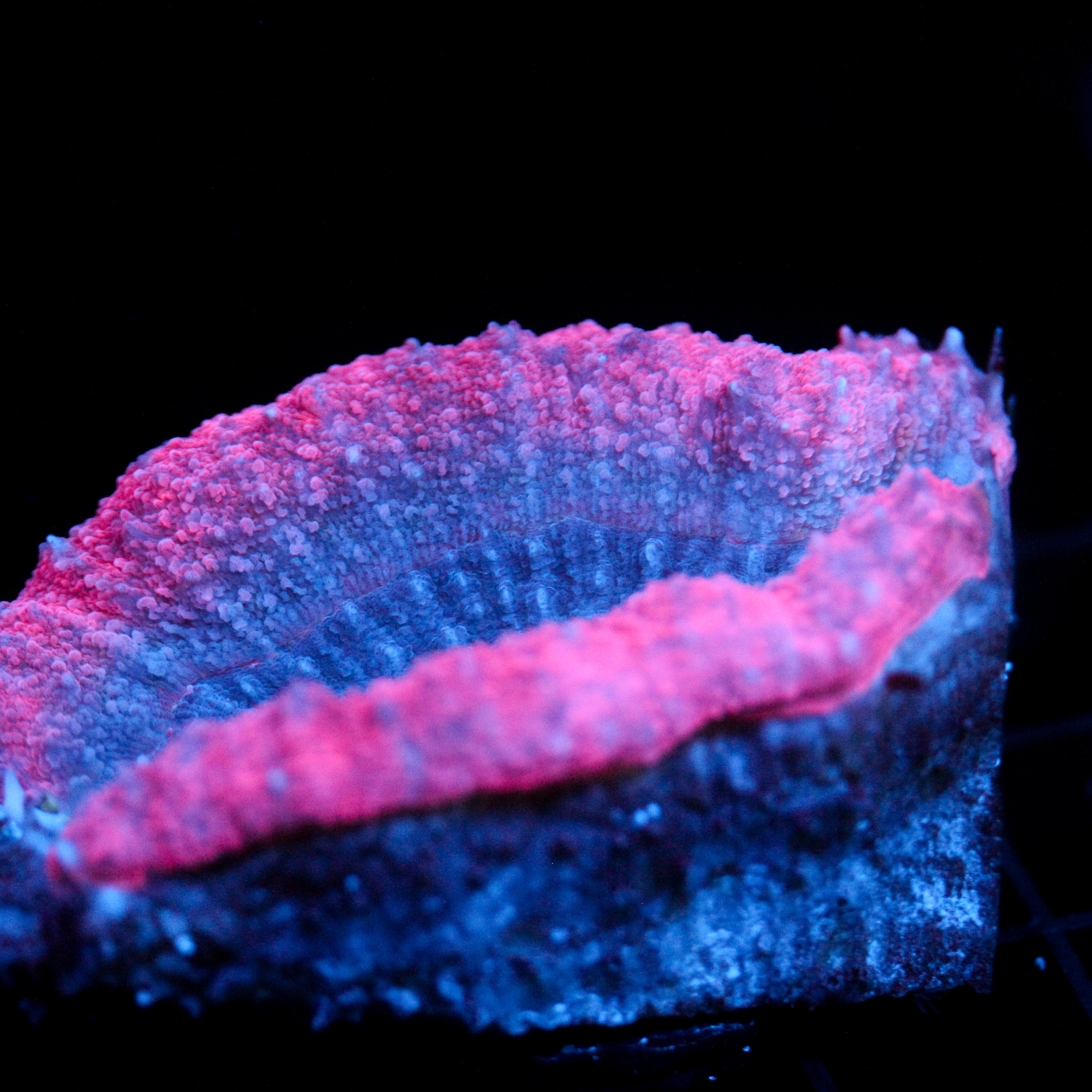 JC Princess Alberta Lobo Frag